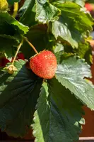 Fragaria x ananassa (Aardbei) - afbeelding 50