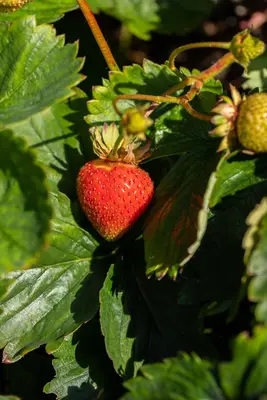 Fragaria x ananassa (Aardbei) - afbeelding 51