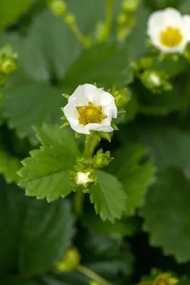 Fragaria x ananassa (Aardbei) - afbeelding 55