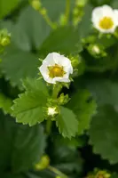 Fragaria x ananassa (Aardbei) - afbeelding 55