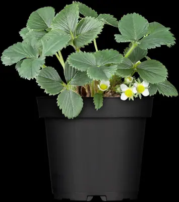 Fragaria x ananassa (Aardbei) - afbeelding 4