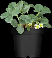 Fragaria x ananassa (Aardbei) - afbeelding 4