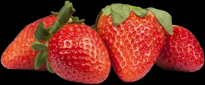 Fragaria x ananassa (Aardbei) - afbeelding 27