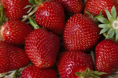 Fragaria x ananassa (Aardbei) - afbeelding 37