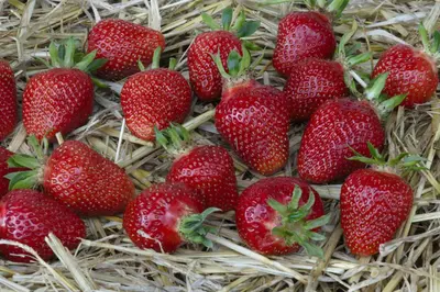 Fragaria x ananassa (Aardbei) - afbeelding 38