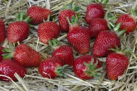 Fragaria x ananassa (Aardbei) - afbeelding 38