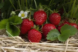 Fragaria x ananassa (Aardbei) - afbeelding 40