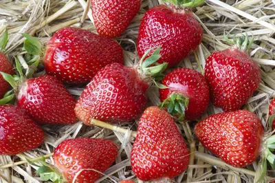Fragaria x ananassa (Aardbei) - afbeelding 41