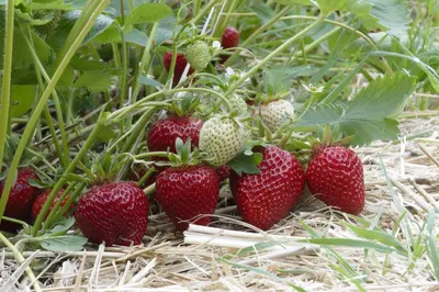Fragaria x ananassa (Aardbei) - afbeelding 42