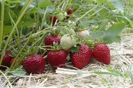 Fragaria x ananassa (Aardbei) - afbeelding 42