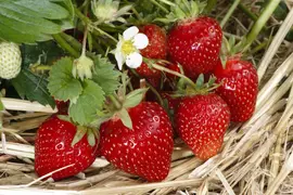 Fragaria x ananassa (Aardbei) - afbeelding 43