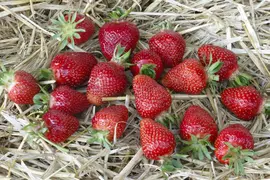 Fragaria x ananassa (Aardbei) - afbeelding 44