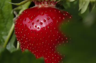 Fragaria x ananassa (Aardbei) - afbeelding 45