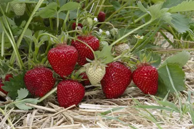 Fragaria x ananassa (Aardbei) - afbeelding 46