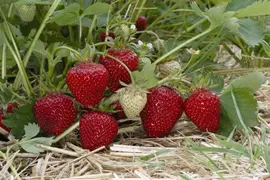 Fragaria x ananassa (Aardbei) - afbeelding 46
