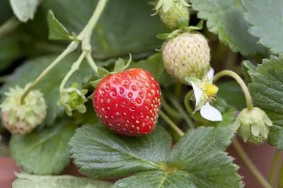 Fragaria x ananassa (Aardbei) - afbeelding 3