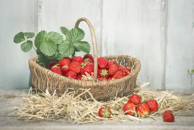 Fragaria x ananassa (Aardbei) - afbeelding 10