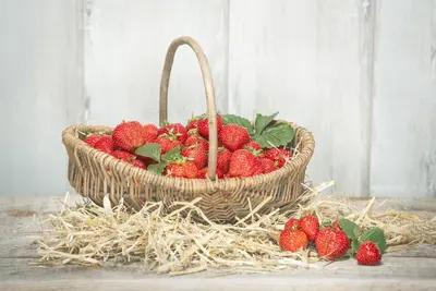 Fragaria x ananassa (Aardbei) - afbeelding 11