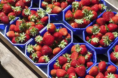 Fragaria x ananassa (Aardbei) - afbeelding 22