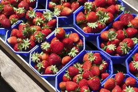 Fragaria x ananassa (Aardbei) - afbeelding 22