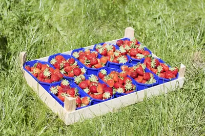 Fragaria x ananassa (Aardbei) - afbeelding 23