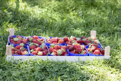 Fragaria x ananassa (Aardbei) - afbeelding 24