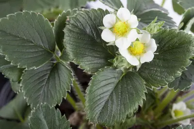 Fragaria x ananassa (Aardbei) - afbeelding 25