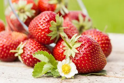 Fragaria x ananassa (Aardbei) - afbeelding 29