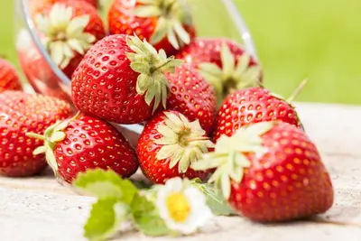 Fragaria x ananassa (Aardbei) - afbeelding 31