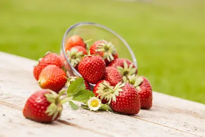 Fragaria x ananassa (Aardbei) - afbeelding 34