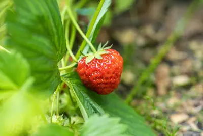 Fragaria x ananassa (Aardbei) - afbeelding 47