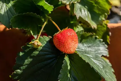 Fragaria x ananassa (Aardbei) - afbeelding 49
