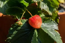 Fragaria x ananassa (Aardbei) - afbeelding 49