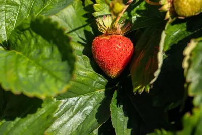 Fragaria x ananassa (Aardbei) - afbeelding 52