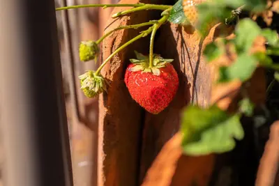 Fragaria x ananassa (Aardbei) - afbeelding 53