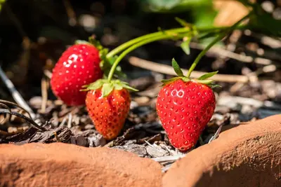 Fragaria x ananassa (Aardbei) - afbeelding 54