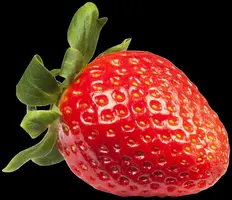 Fragaria x ananassa (Aardbei) - afbeelding 26