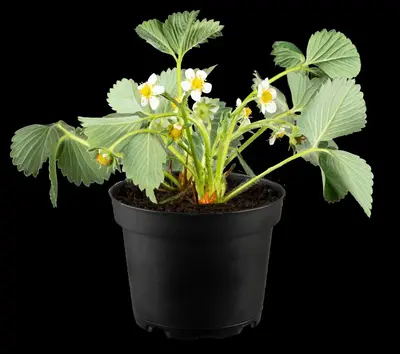 Fragaria x ananassa (Aardbei) - afbeelding 56