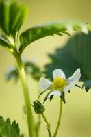Fragaria x ananassa 'Elan' (Aardbei 'Elan') - afbeelding 3