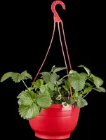Fragaria x ananassa 'Elan' (Aardbei 'Elan') - afbeelding 1