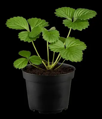 Fragaria x ananassa 'Elan' (Aardbei 'Elan') - afbeelding 5
