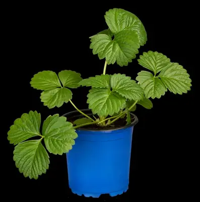 Fragaria x ananassa 'Elan' (Aardbei 'Elan') - afbeelding 6