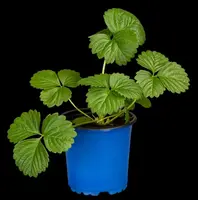 Fragaria x ananassa 'Elan' (Aardbei 'Elan') - afbeelding 6