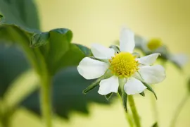 Fragaria x ananassa 'Elan' (Aardbei 'Elan') - afbeelding 2