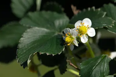 Fragaria x ananassa 'Elan' (Aardbei 'Elan') - afbeelding 7