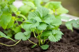 Fragaria x ananassa 'Elan' (Aardbei 'Elan') - afbeelding 8