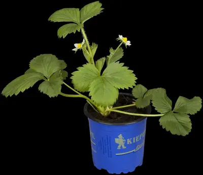 Fragaria x ananassa 'Elan' (Aardbei 'Elan') - afbeelding 4