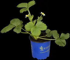 Fragaria x ananassa 'Elan' (Aardbei 'Elan') - afbeelding 4