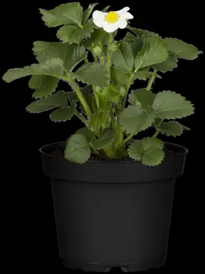 Fragaria x ananassa 'Merci® Delizz®' (Aardbei 'Delizz') - afbeelding 1