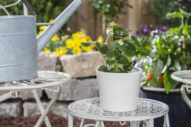 Fragaria x ananassa 'Merci® Delizz®' (Aardbei 'Delizz') - afbeelding 2